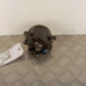 Anti brouillard gauche (feux) RENAULT SCENIC 3
