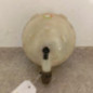 Vase d'expansion MERCEDES VITO 639