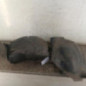 Pare boue avant droit PEUGEOT 206