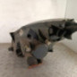 Optique avant principal droit (feux)(phare) OPEL AGILA B