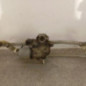 Moteur essuie glace avant VOLKSWAGEN CADDY 4