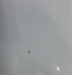 Aile avant gauche MERCEDES VITO 638 Photo n°3