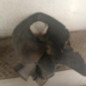 Pare boue avant droit PEUGEOT 206