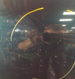 Porte arriere droit RENAULT CLIO 2 Photo n°4