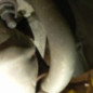 Moteur VOLVO S 40 1