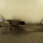 Moteur essuie glace avant FIAT DUCATO 3