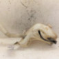 Vase de lave glace PEUGEOT 307