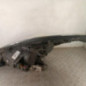 Optique avant principal droit (feux)(phare) PEUGEOT 5008 1