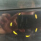 Malle/Hayon arriere VOLKSWAGEN GOLF 5