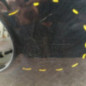 Malle/Hayon arriere VOLKSWAGEN GOLF 5