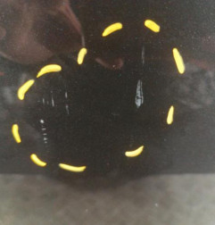 Porte arriere droit DACIA SANDERO 1 Photo n°5