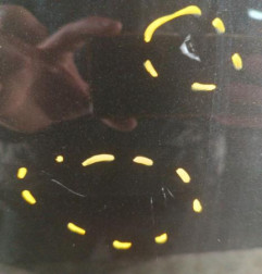 Porte arriere droit DACIA SANDERO 1 Photo n°6