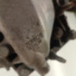 Boite de vitesses CITROEN DS4
