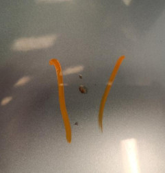 Capot SKODA OCTAVIA 3 Photo n°3