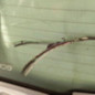 Malle/Hayon arriere RENAULT CLIO 3