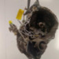 Boite de vitesses RENAULT CLIO 2