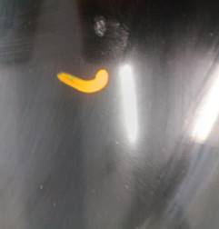 Capot PEUGEOT 308 1 Photo n°3