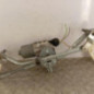Moteur essuie glace avant PEUGEOT 207