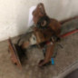 Train arriere complet PEUGEOT 206