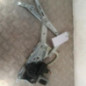 Leve vitre electrique avant droit OPEL ASTRA H