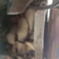 Moteur FORD FUSION