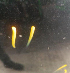 Capot LAND ROVER FREELANDER 1 Photo n°1