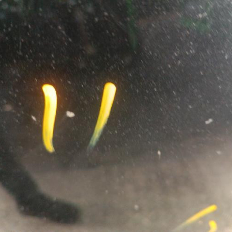 Capot LAND ROVER FREELANDER 1