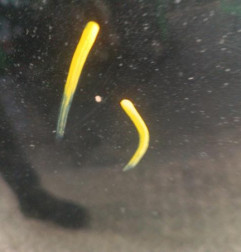 Capot LAND ROVER FREELANDER 1