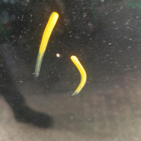 Capot LAND ROVER FREELANDER 1