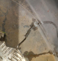 Pare choc avant MAZDA 6 1 Photo n°6