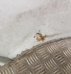 Aile avant droit AUDI A3 1 Photo n°7