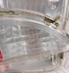 Feu de pare choc arriere droit TOYOTA VERSO-S