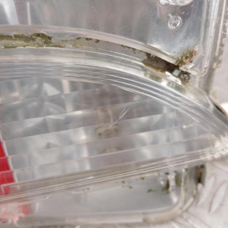 Feu de pare choc arriere droit TOYOTA VERSO-S