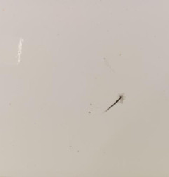 Capot FORD FIESTA 6 Photo n°4