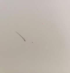 Capot FORD FIESTA 6 Photo n°5