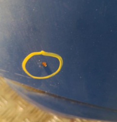 Capot CITROEN C8 Photo n°5