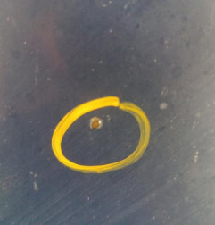 Capot CITROEN C8 Photo n°6