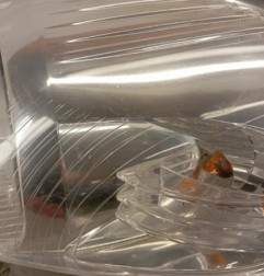 Optique avant principal gauche (feux)(phare) FIAT GRANDE PUNTO Photo n°4