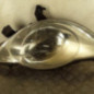 Optique avant principal droit (feux)(phare) PEUGEOT 107
