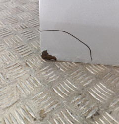 Porte avant droit DACIA LOGAN 1 Photo n°3