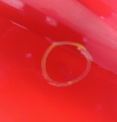 Aile avant droit OPEL CORSA D