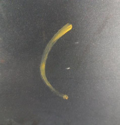 Porte arriere gauche PEUGEOT 3008 1 Photo n°3