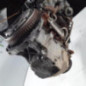 Moteur RENAULT MEGANE 4