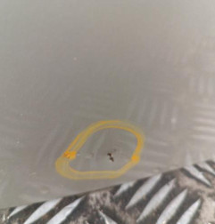 Porte arriere droit RENAULT CLIO 3