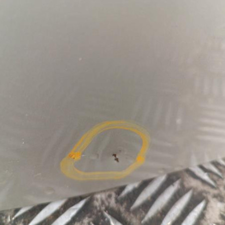 Porte arriere droit RENAULT CLIO 3