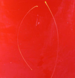 Porte avant droit NISSAN NOTE 1