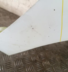 Aile avant droit RENAULT CLIO 2 Photo n°3