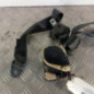 Ceinture avant gauche CITROEN C3 1
