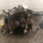 Boite de vitesses CITROEN XSARA