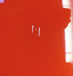 Capot AUDI A1 1 Photo n°3